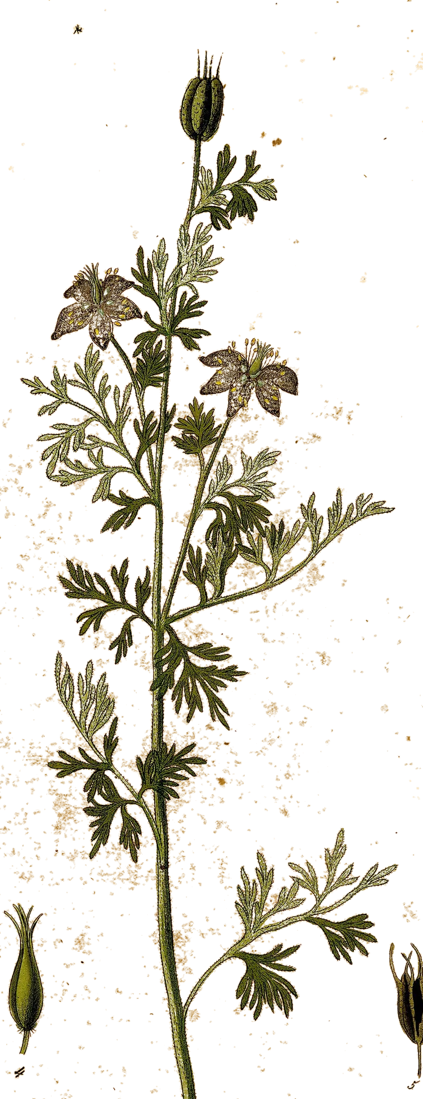 Botanical drawing of the nigella plant, its flowers and seed pods, from 1828
