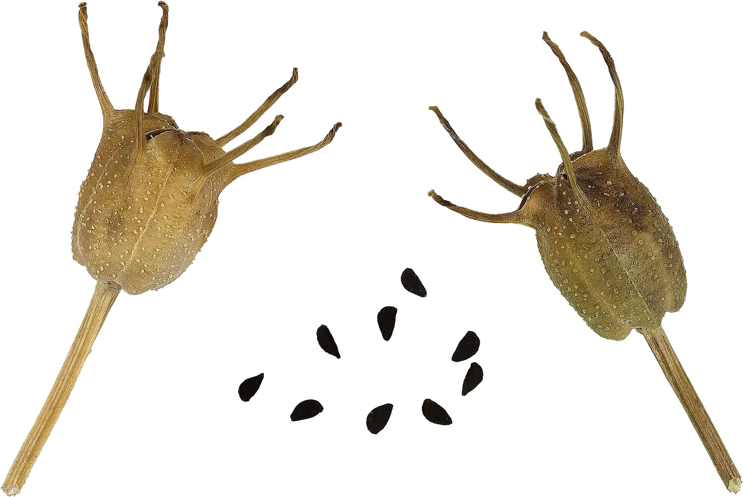 Two dried nigella seed pods and their black seeds