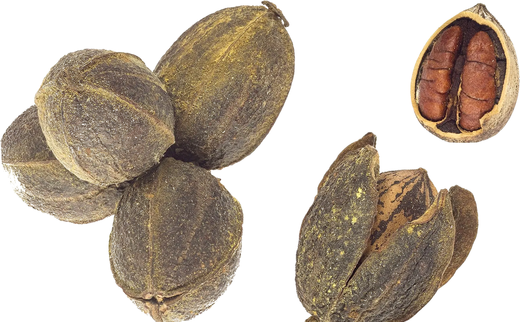 Pecans in their husks